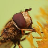 Marmalade Hoverfly feeding 